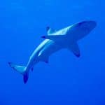 Un requin dans les eaux polynésienne