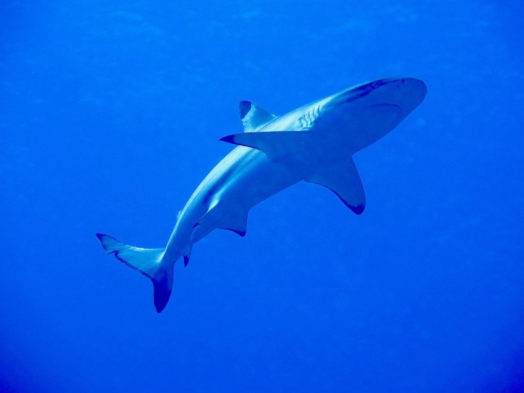 Un requin dans les eaux polynésienne