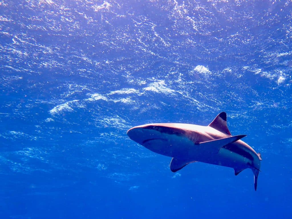 Un requin annonce le mur de requins de Fakarava en Polynésie.