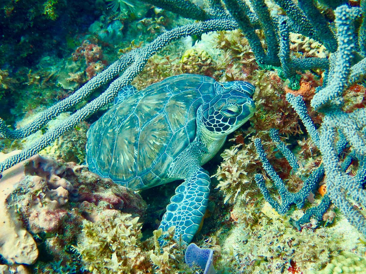Une tortue dans les eaux chaudes de la Caraïbe
