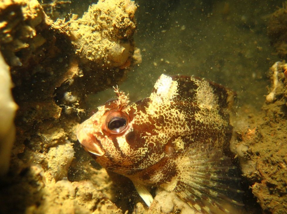 Un poisson observe la plongeuse