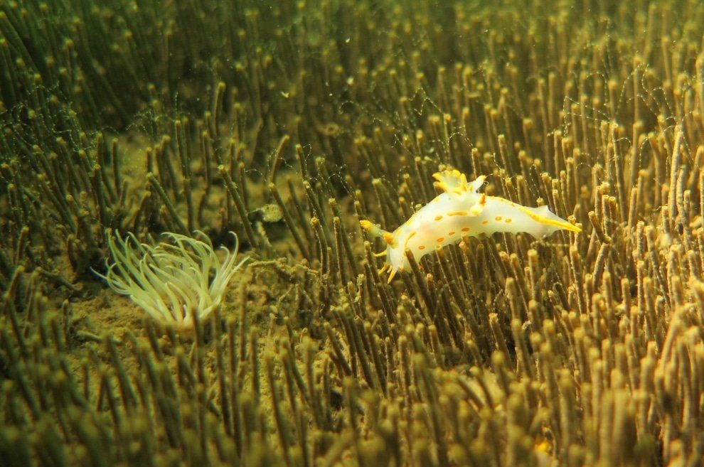 Nudibranche posé sur des algues en a voir en allant plonger en Zélande