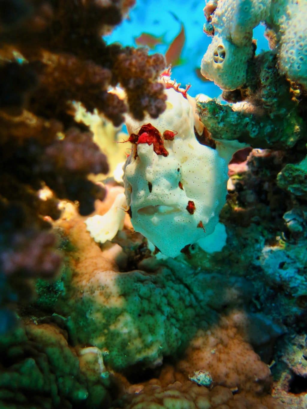 Un Frogfish vu de devant dans une patate de corail à Hurghada