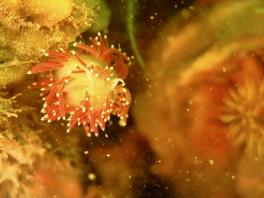 Nudibranche en plongée en Zélande