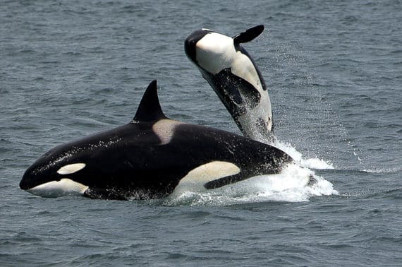 Le Marineland et les autres parcs d'attractions marins de France ne pourront bientôt plus accueillir des orques dans leurs bassins.