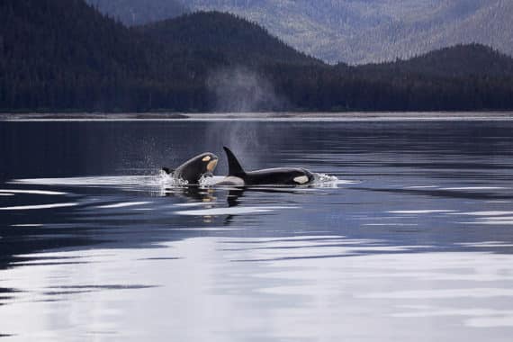 à la question où plonger en décembre, on peut répondre en Norvège pour observer les orques.