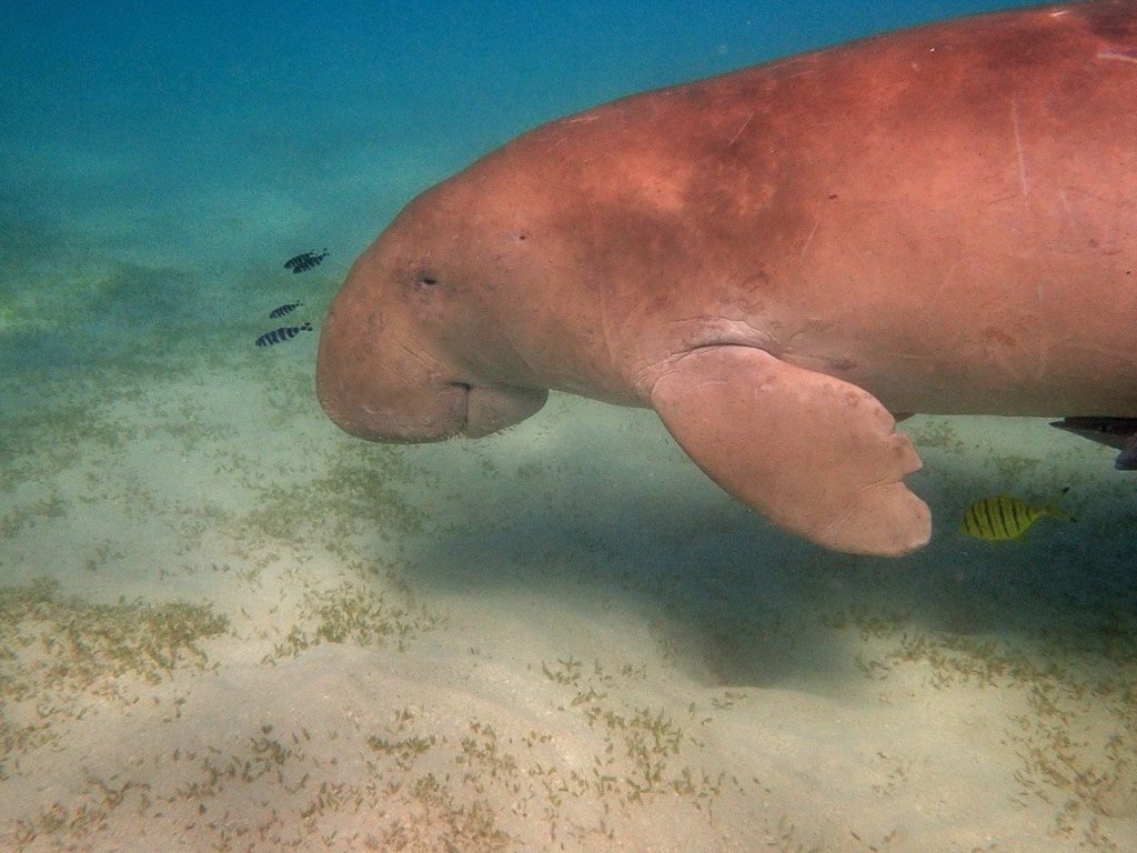 plonger avec les dugongs à Madagascar