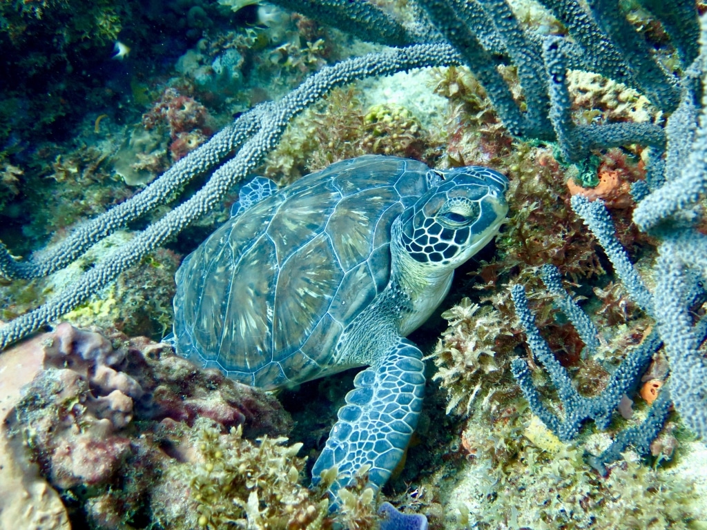 Plonger en Martinique et observer les tortues.