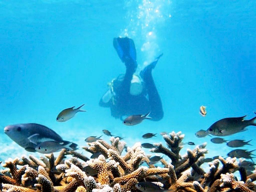 Un plongeur s'éloigne dans les eaux claires de Bonaire