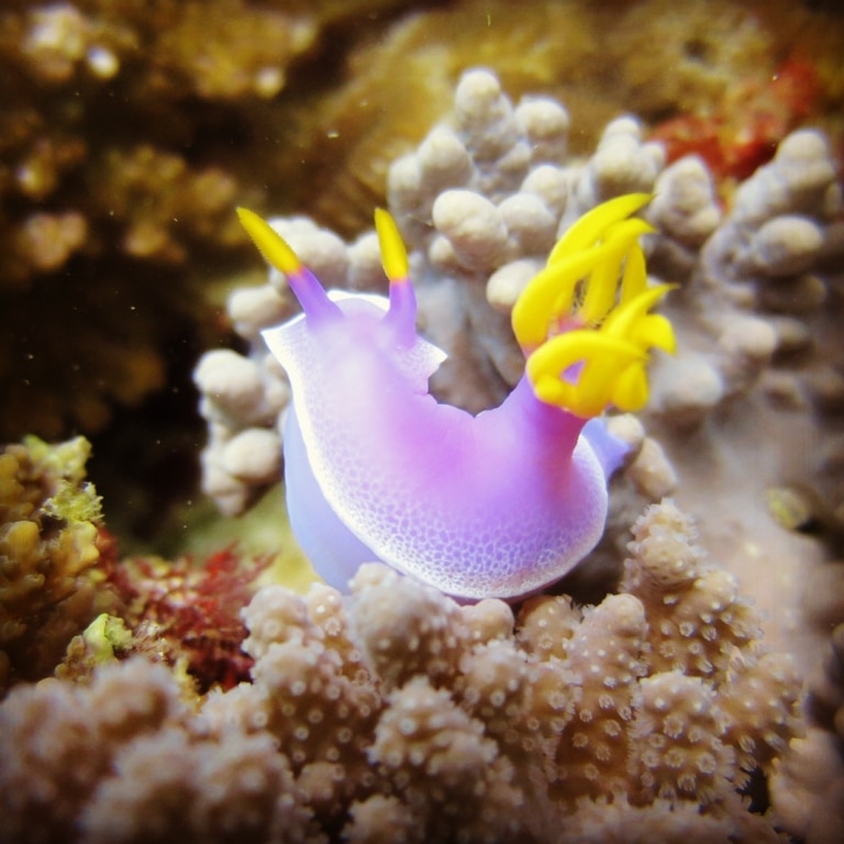 En allant Plonger aux Philippines avec Nicolas vous permettra d'observer des nudibranches comme celle de cette photo.