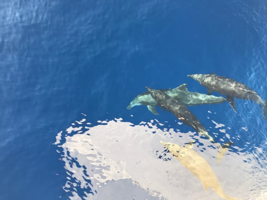 Les dauphins autour du bateau lors de la croisière de plongée BDE