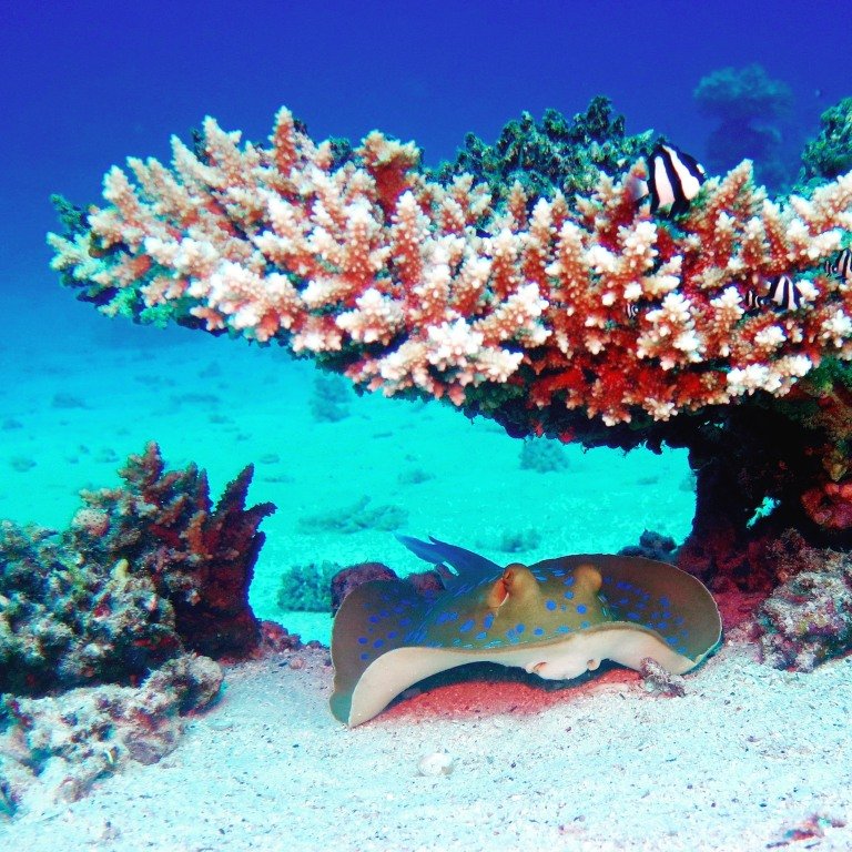 Une raie posée en dessous du corail lors d'une croisière de plongée BDE