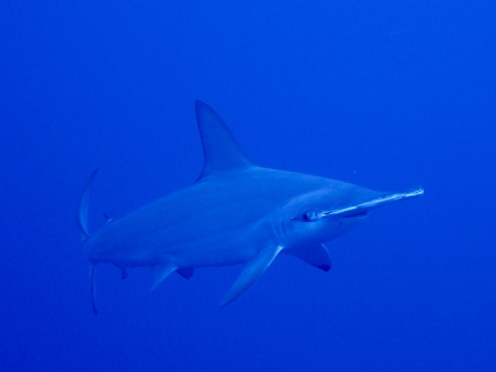 Un requin marteau dans les eaux des Brothers en Egypte