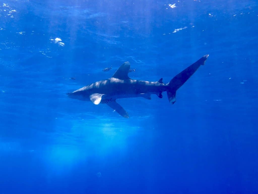 Un requin longimanus photographié dans les eaux d'Elphinstone en Egypte. Une des bonnes 10 idées plongée pour passer sa journée.