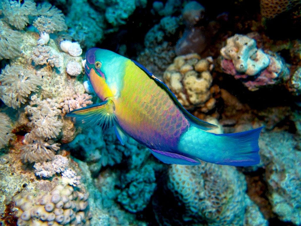 Un poisson perroquet dans les eaux égyptiennes lors d'une croisière de plongée BDE