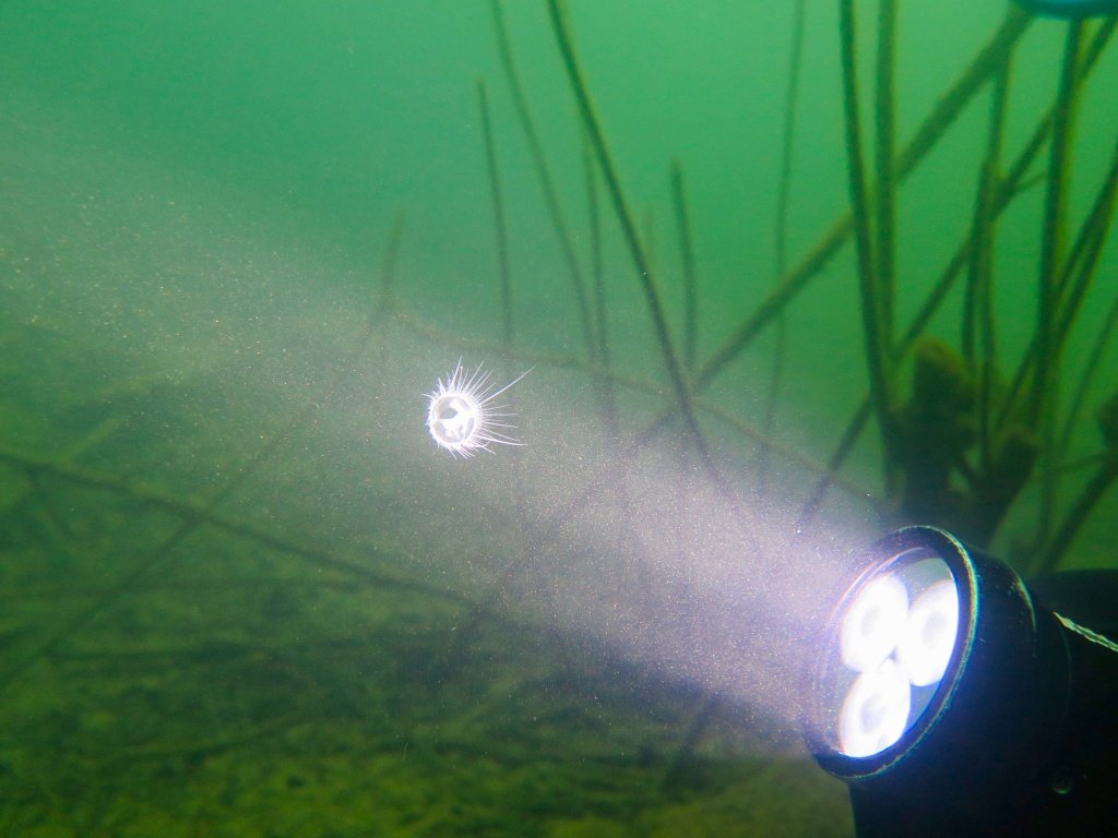Une lampe de plongée éclaire une méduses d'eau douce