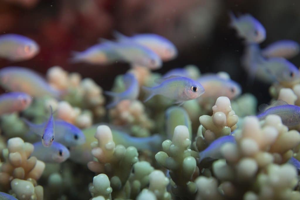 Des minuscules poissons au milieu du corail