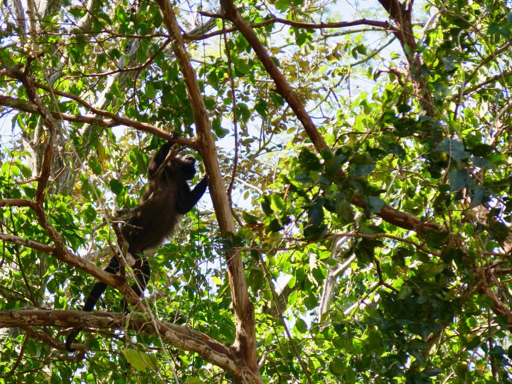 Un singe bondit d'une branche à l'autre .