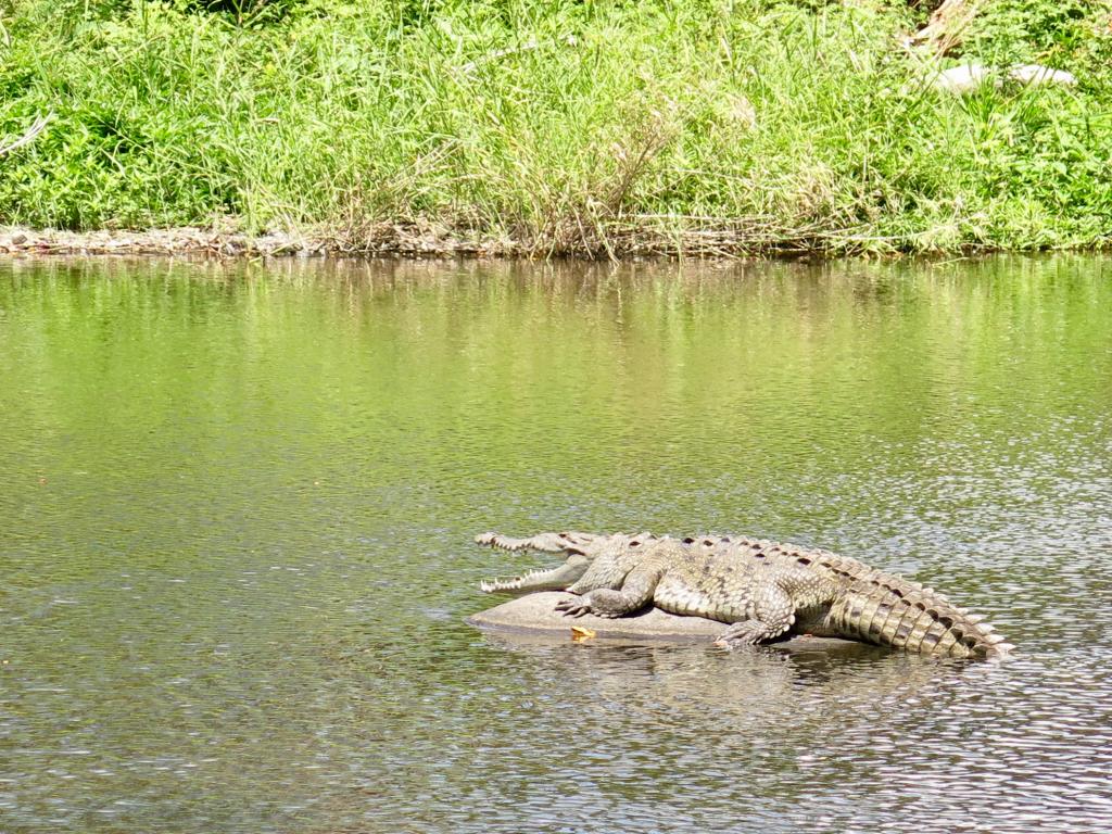 Un crocodile se repose sur une pierre au milieu de la rivière
