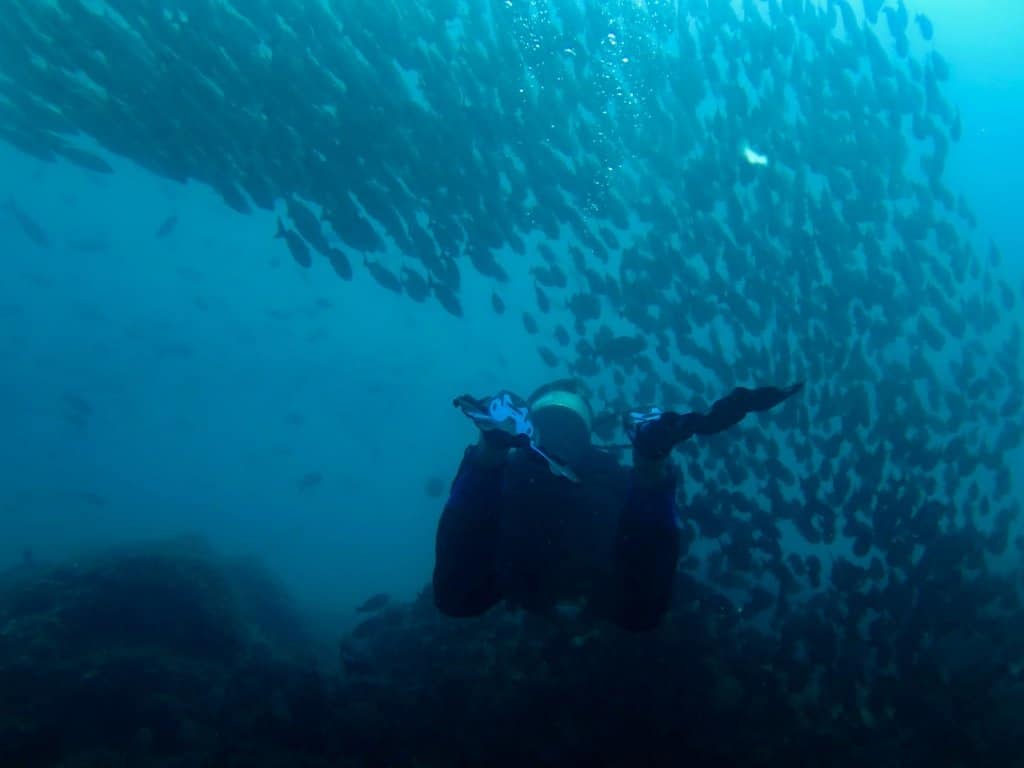 Un plongeur entre dans un mur de poisson