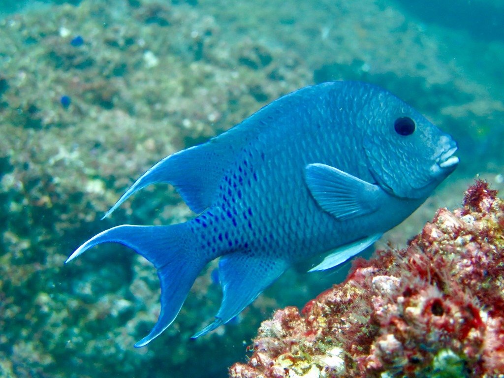 Un poisson tout bleu