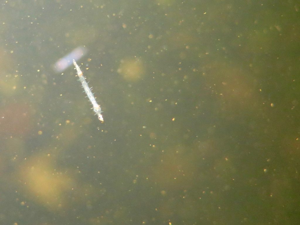 Une larve en pleine eau