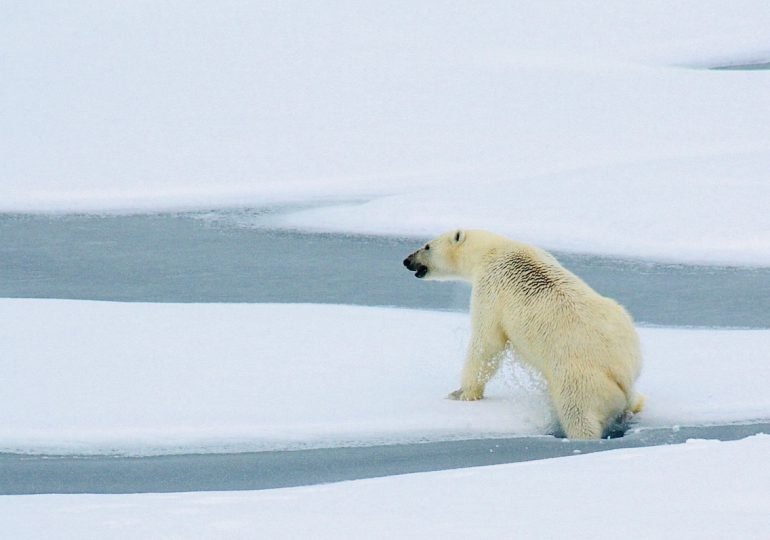 Un ours blanc sur la banquise en Arctique