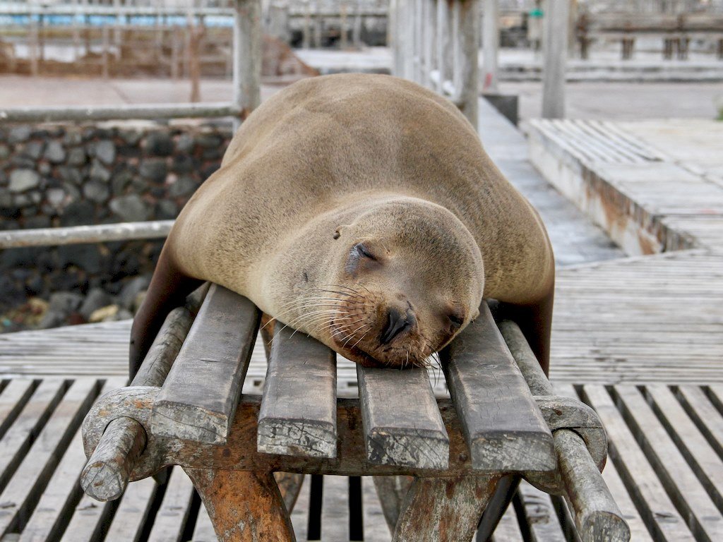 Une otarie se repose sur un banc aux Galapagos