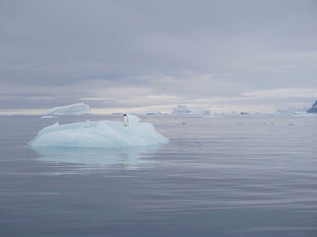 Un morceau de banquise qui flotte sur l'océan en Antarctique
