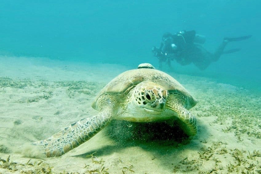Une tortue devant un plongeur au loin