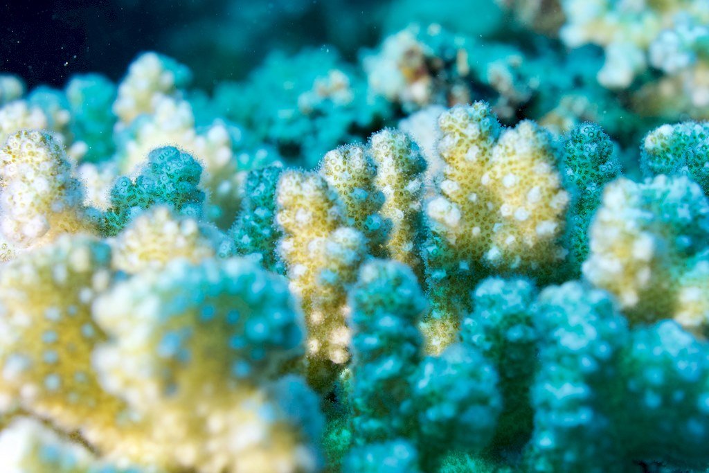 Des coraux pris en macro