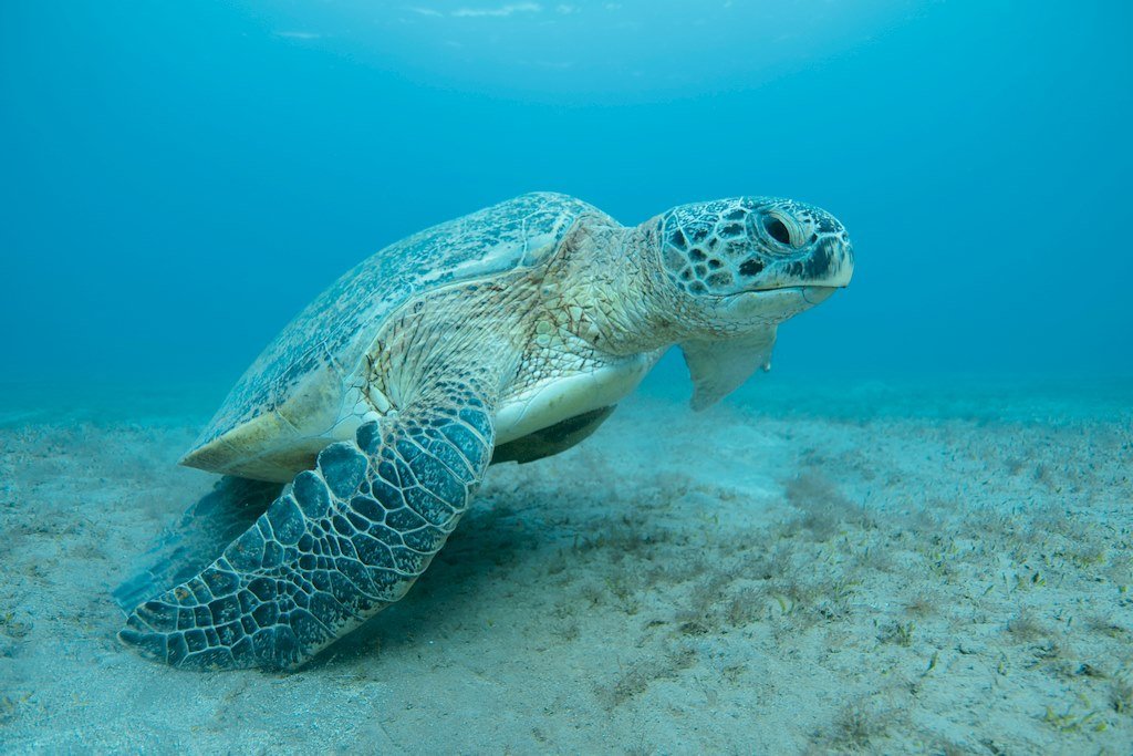 Tortue dans l'eau