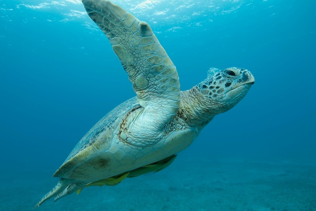Une tortue évoluant dans l'eau claire
