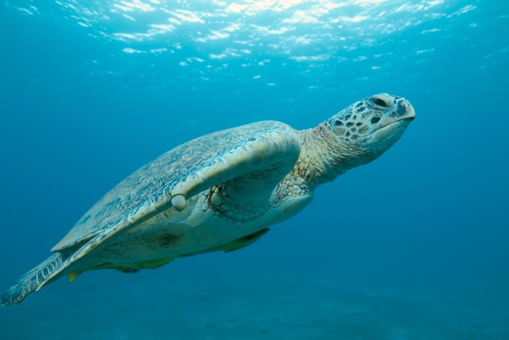 Une tortue qui nage vers la surface