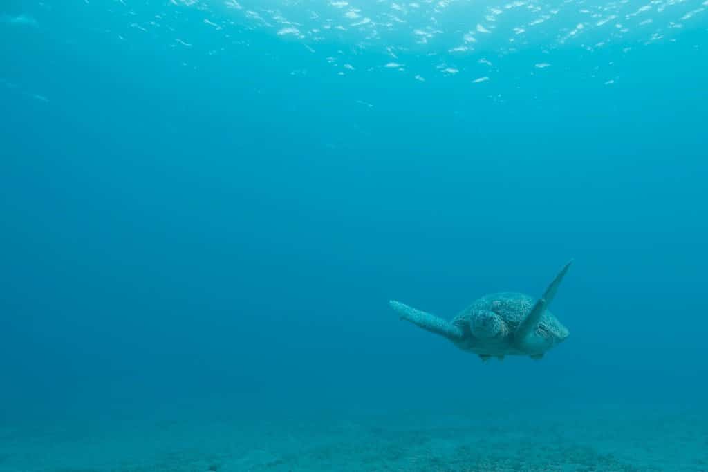 Petite tortue qui nage vers l'objectif