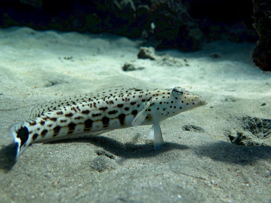 Un poisson statique dans un fond sableux