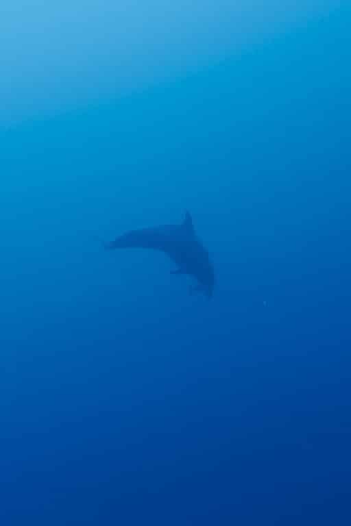 En allant plonger à Elphinstone on aperçoit un dauphin au loin dans la mer