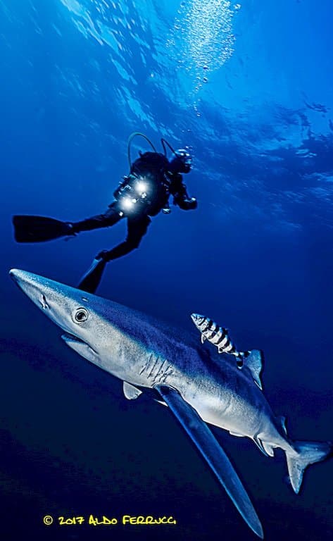 Aldo Ferrucci plonge avec un requin