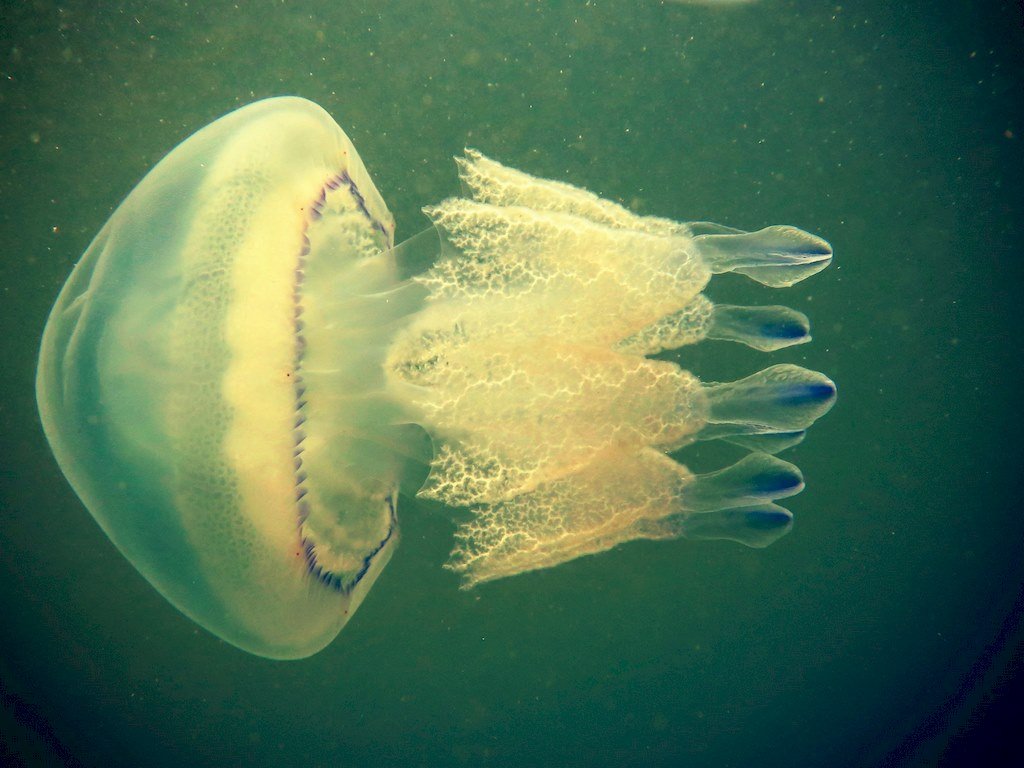 Une méduse en Zélande