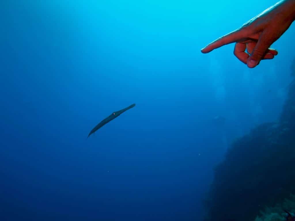 Une plongeuse pointe son doigt vers un poisson-trompette