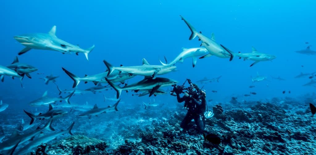 Un plongeur photographie les requins à Fakarava