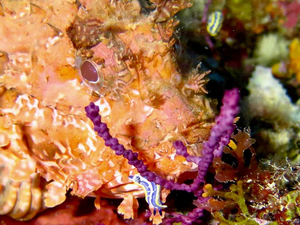 Une nudibranche accrochée sur une rascasse