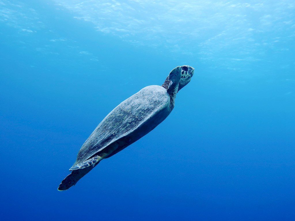 Une tortue en pleine eau remonte vers la surface témoigne de la beauté de la plongée