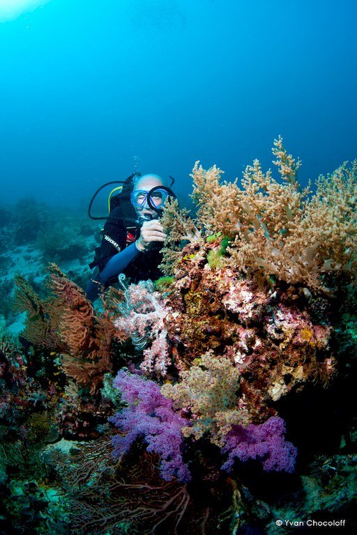 Un plongeur observe la flore des fonds marins aux Philippines