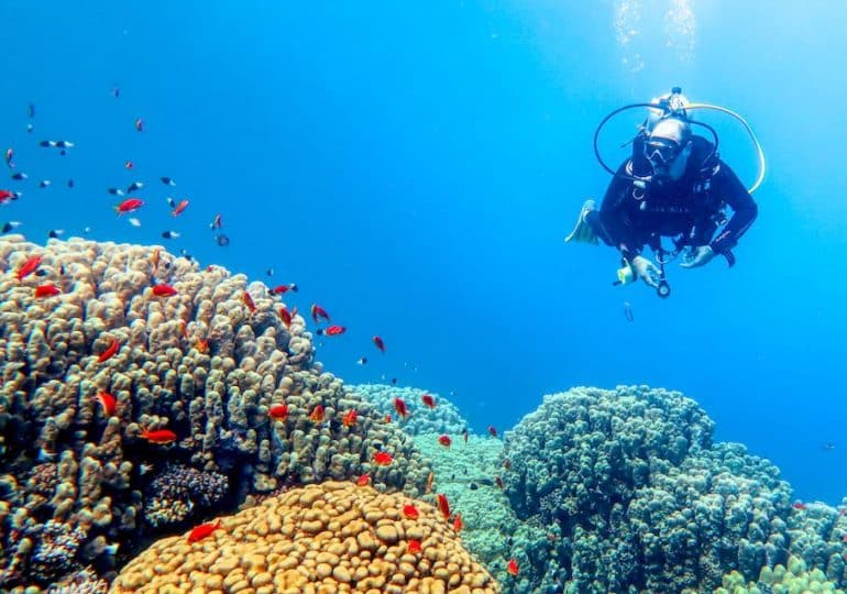 Un plongeur observe les récifs coralliens en Egypte