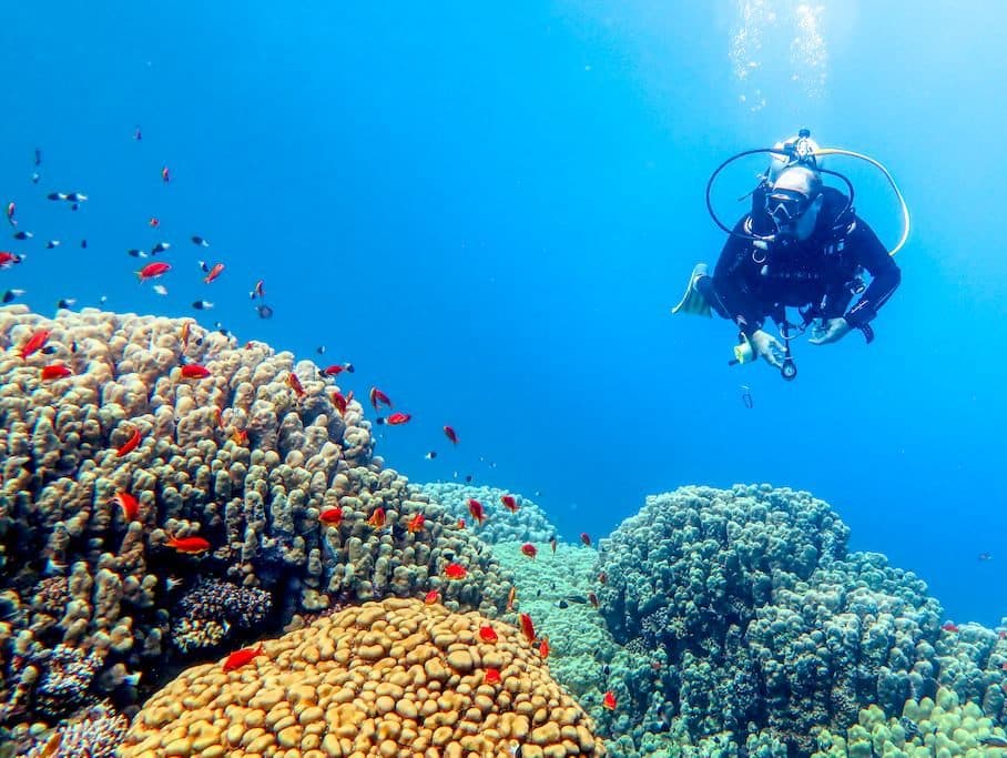 Un plongeur observe les récifs coralliens en Egypte