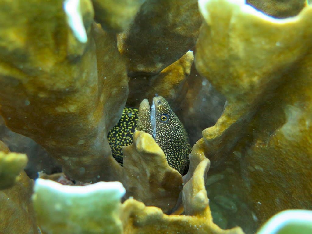 Une murène cachée dans un corail