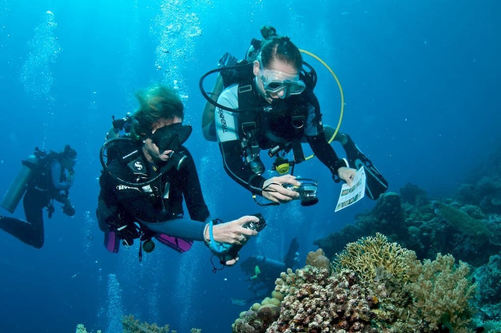 Des plongeurs et plongeuses occupés à observer la vie sous-marine