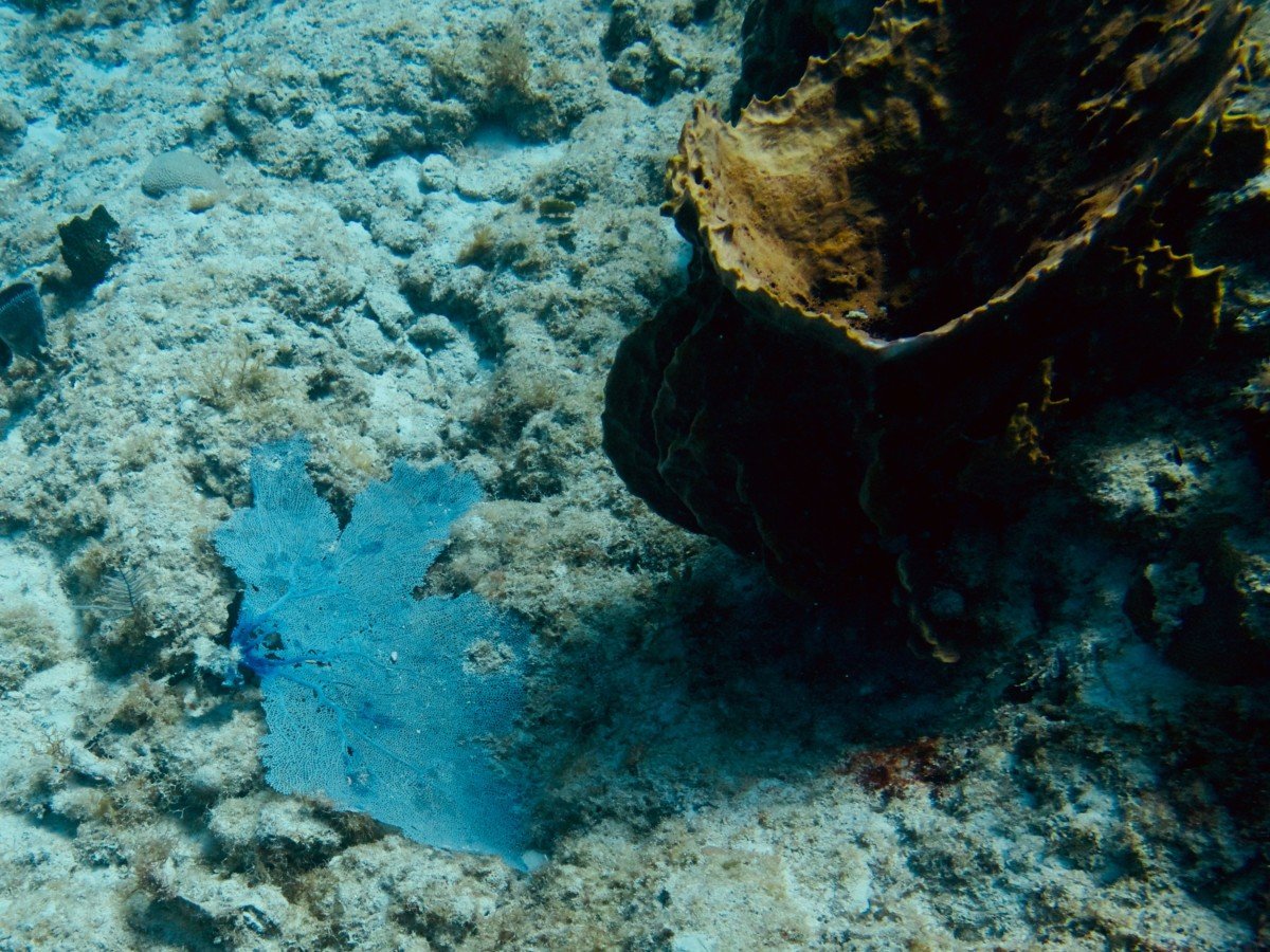 Photo sous-marine d'une gorgone cassée