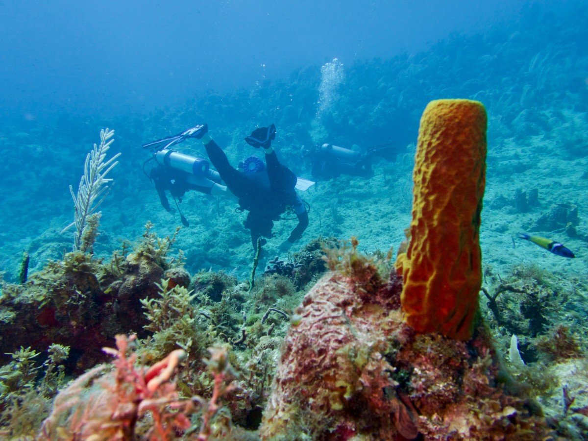 Plongeurs explorant les fonds marins à la recherche d'une belle photo